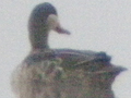 Red-billed Teal